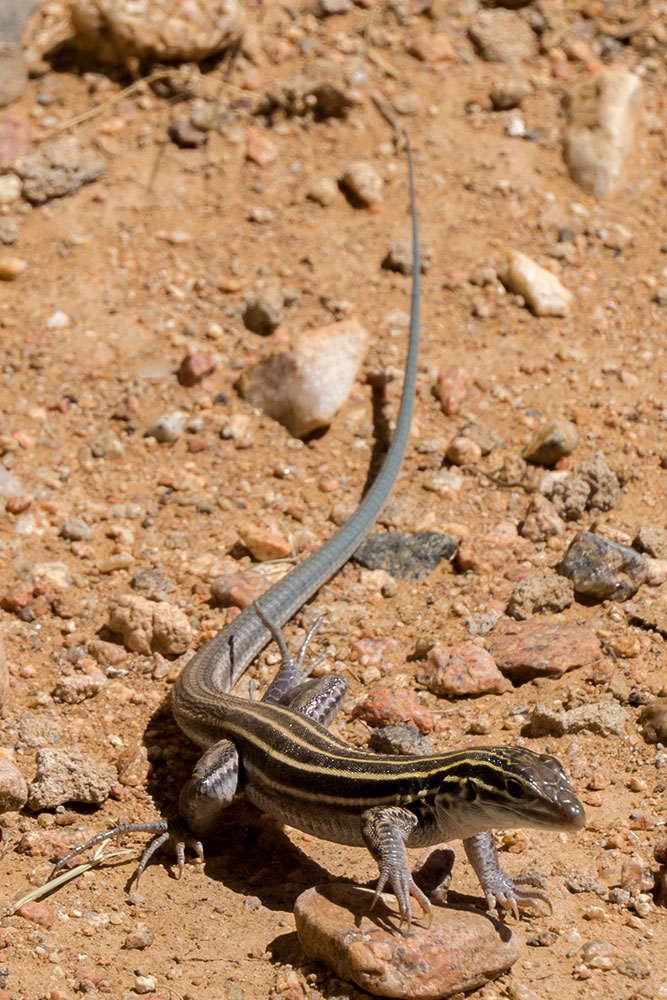 new-mexico-whiptail-lizard-jabo-artjabo-art